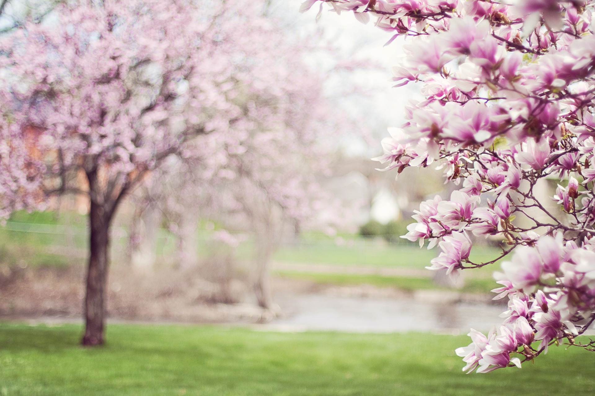 Commemorative Keepsakes - magnolia trees